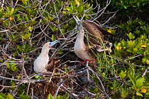 Red-footed booby (Sula sula) displaying by nest in tree. Genovesa (Tower) Islands, Galapagos, June.