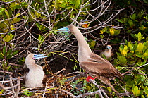 Red-footed booby (Sula sula) displaying by nest in tree. Genovesa (Tower) Islands, Galapagos, June.