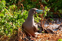 Red-footed booby (Sula sula) making its nest from dry branches. Genovesa (Tower) Islands, Galapagos, June.