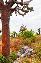 Santa Fe land iguana (Conolophus pallidus) on rock next to cactus, Santa fe Island, Galapagos