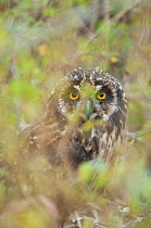 Short-eared owl (Asio flameus galapagoensis) looking between branches, portrait, Galapagos islands