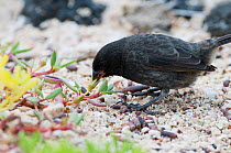 Small ground finch (Geospiza fuliginosa) foraging on ground. Santa Cruz Island, Galapagos, June.