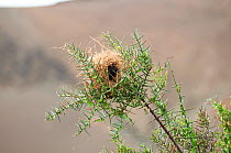 Small ground finch (Geospiza fuliginosa) nest on branch. Santa Cruz Island, Galapagos, June.