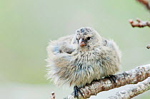 Small ground finch (Geospiza fuliginosa) chick perched. Santa Cruz Island, Galapagos, November.