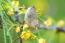 Small tree finch (Camarhynchus parvulus) feeding on yellow flowers. Galapagos Islands, Ecuador, November.