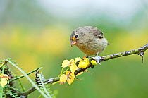 Small tree finch (Camarhynchus parvulus) perched with yellow flowers. Galapagos Islands, Ecuador, November.