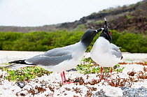 Swallow-tailed gull (Creagrus furcatus) grooming its mate. Espanola Island, Galapagos, Ecuador, May.