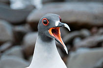 Swallow-tailed gull (Creagrus furcatus) calling. Espanola Island, Galapagos, Ecuador, May.