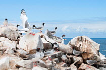 Swallow-tailed gull (Creagrus furcatus) flock on coastal rocks. Espanola Island, Galapagos, Ecuador, May.