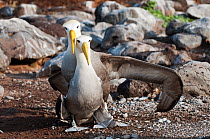 Waved albatross (Phoebastria irrorata) courting pair. Punta Cevallos, Espanola (Hood) Island, Galapagos, Ecuador, May.