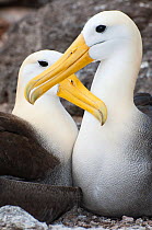Waved albatross (Phoebastria irrorata) courting pair mutually grooming. Punta Cevallos, Espanola (Hood) Island, Galapagos, Ecuador, May.