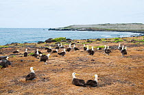 Waved albatross (Phoebastria irrorata) nesting colony near coastline. Punta Cevallos, Espanola (Hood) Island, Galapagos, Ecuador, May.