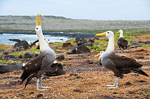 Waved albatross (Phoebastria irrorata) performing display, courting partner with colony in background. Punta Cevallos, Espanola (Hood) Island, Galapagos, Ecuador, May. Sequence 1 of 3.