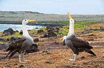 Waved albatross (Phoebastria irrorata) performing display, courting partner with colony in background. Punta Cevallos, Espanola (Hood) Island, Galapagos, Ecuador, May. Sequence 2 of 3.