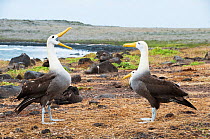 Waved albatross (Phoebastria irrorata) performing display, courting partner with colony in background. Punta Cevallos, Espanola (Hood) Island, Galapagos, Ecuador, May. Sequence 3 of 3.