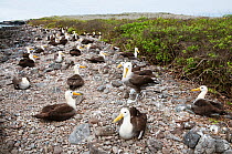 Waved albatross (Phoebastria irrorata) nesting colony on rocky beach between scrub and shore. Punta Cevallos, Espanola (Hood) Island, Galapagos, Ecuador, May.