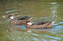 White-cheeked pintails (Anas bahamensis) on water, male in foreground with red beak. Galapagos Islands, Ecuador, June.