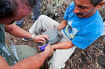 Wolf Volcano giant tortoise (Chelonoidis nigra becki) Galapagos National Park team, taking blood samples for DNA analysis, Isabela Island, Galapagos