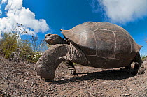 Wolf Volcano giant tortoise (Chelonoidis nigra becki) portrait, Isabela Island, Galapagos