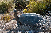 Wolf Volcano giant tortoise (Chelonoidis nigra becki) amongst vegetation, Isabela Island, Galapagos