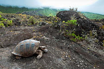 Wolf Volcano giant tortoise (Chelonoidis nigra becki) in habitat, Isabela Island, Galapagos