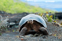 Wolf Volcano giant tortoise (Chelonoidis nigra becki) portrait, Isabela Island, Galapagos