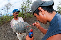 Wolf Volcano giant tortoise (Chelonoidis nigra becki) being marked with paint by Galapagos National Park workers, after having blood taken for DNA analysis, Isabela Island, Galapagos