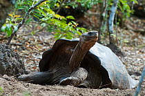 Wolf Volcano giant tortoise (Chelonoidis nigra becki) Isabela Island, Galapagos