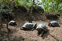 Wolf Volcano giant tortoise (Chelonoidis nigra becki) group resting, Isabela Island, Galapagos