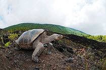 Wolf Volcano giant tortoise (Chelonoidis nigra becki) in habitat, Isabela Island, Galapagos