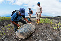 Wolf Volcano giant tortoise (Chelonoidis nigra becki) being measured by Galapagos National Park Team,  Isabela Island, Galapagos