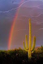 Saguaro Cactus (Carnegiea gigantea) against summer monsoon sky with rainbow and streaks of lightning. Sonoran Desert, near Tucson, Arizona, August 2012.