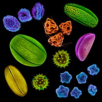 Various pollen grains from several species of UK plant. False coloured scanning electron micrograph. Digital composite.