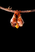 Bullseye Moth (Automeris io) showing wings expanding after emerging from cocoon. Captive, originating from North and Central America. Sequence 5 of 10.