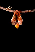 Bullseye Moth (Automeris io) showing wings expanding after emerging from cocoon. Captive, originating from North and Central America. Sequence 4 of 10.