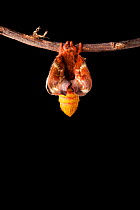Bullseye Moth (Automeris io) showing wings expanding after emerging from cocoon. Captive, originating from North and Central America. Sequence 3 of 10.