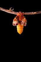 Bullseye Moth (Automeris io) showing wings expanding after emerging from cocoon. Captive, originating from North and Central America. Sequence 2 of 10.