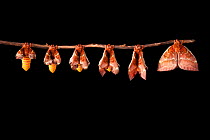 Bullseye Moth (Automeris io) showing wings expanding after emerging from cocoon. Captive, originating from North and Central America. Digital composite sequence