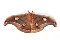 Tasar Silkmoth (Antheraea mylitta) male, photographed on a white background. Captive, originating from India.