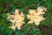 Slime Mould (Mucilago crustacea) at the plasmodium stage of its lifecycle, on wet grass. Peak District National Park, Derbyshire, UK, September.