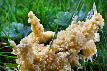 Slime Mould (Mucilago crustacea) at the plasmodium stage of its lifecycle, found in the corner of a field on wet grass. Peak District National Park, Derbyshire, UK, September.