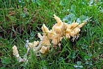 Slime Mould (Mucilago crustacea) at the plasmodium stage of its lifecycle, found in the corner of a field on wet grass. Peak District National Park, Derbyshire, UK, September.