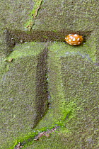 Orange 16-Spot Ladybird (Halyzia 16-guttata / sedecimguttata) overwintering in recess of carved letter on a gravestone. Peak District National Park, Derbyshire, UK, March 2012.