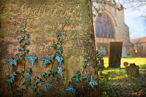 Ivy (Hedera helix) climbing up gravestone in churchyard. Peak District National Park, Derbyshire, UK. March 2012.