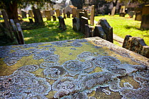 Lichen (Parmelia saxatilis) growing on gravestone in churchyard. Peak District National Park, Derbyshire, UK, March 2012.
