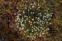 Leadwort (Minuartia verna) flowering. Peak District National Park, Derbyshire, UK, May.