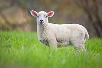 Domestic Lamb (Ovis aries) portrait. Peak District National Park, UK, May.