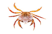 Shore Crab (Carcinus maenas) against white background. From the Isle of Skye, Inner Hebrides, Scotland, UK.
