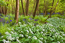 Wild garlic / Ramsons / Bear Garlic (Allium ursinum) and Bluebells (Endymion nonscriptus) flowering in deciduous woodland. Peak District National Park, Derbyshire, UK, May, 2009.