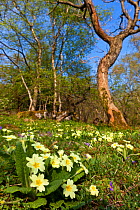 Primroses (Primula vulgaris) flowering in woodland clearing. Yorkshire Dales National Park, UK, April.